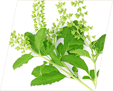 holy basil