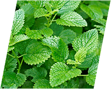 lemon balm