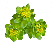 rhodiola